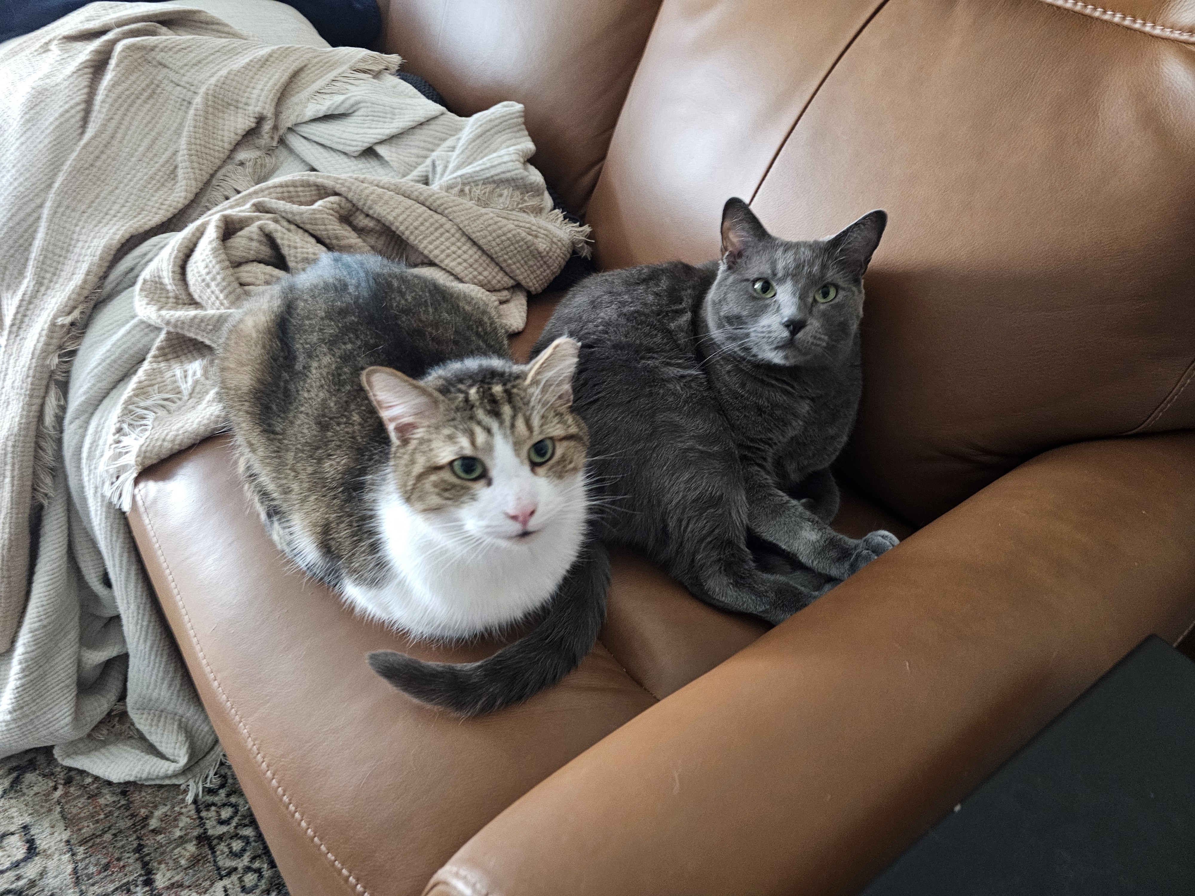 Jordan Lewis Profile